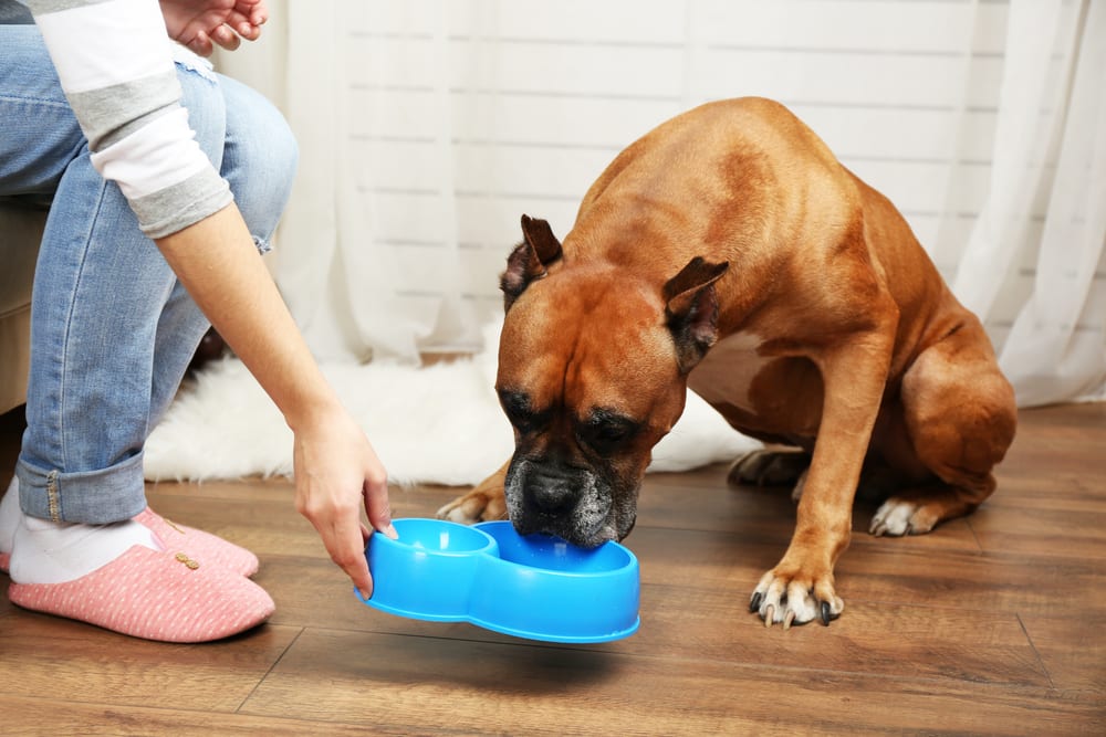 How to take Care of your Pets at Home? 10 Tips - Listaka