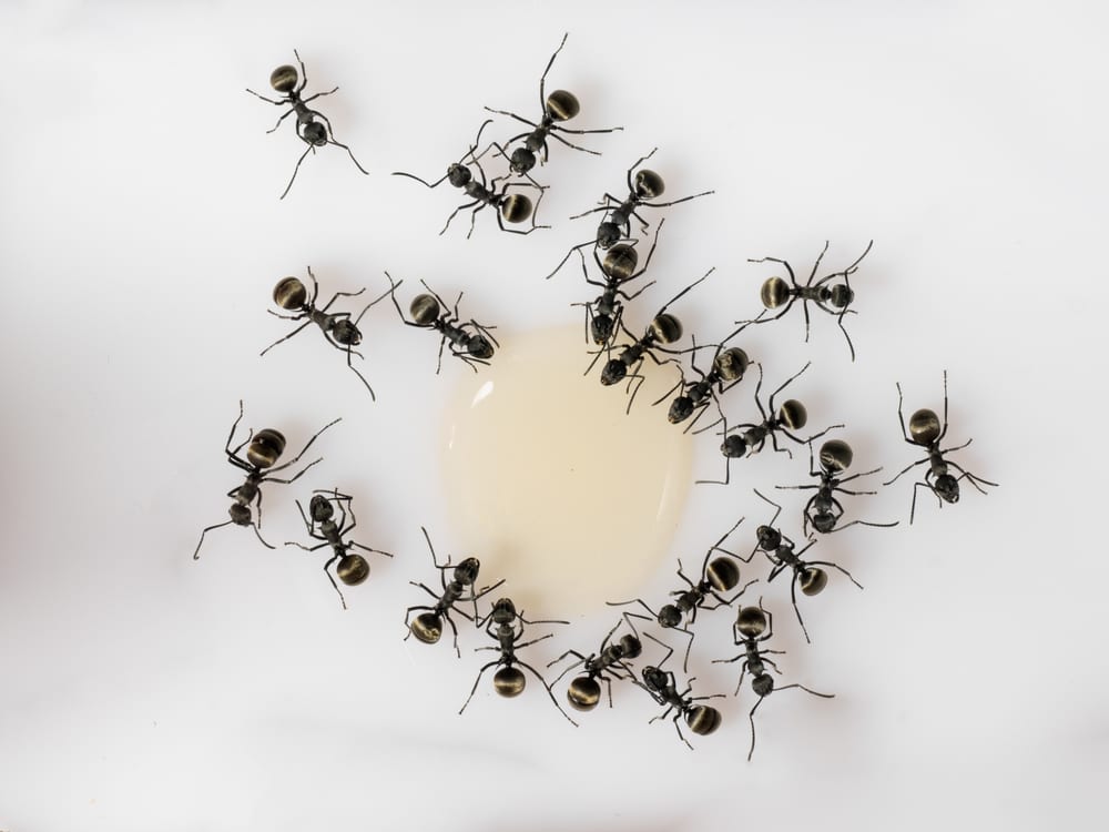 get Rid Of Ants Naturally
