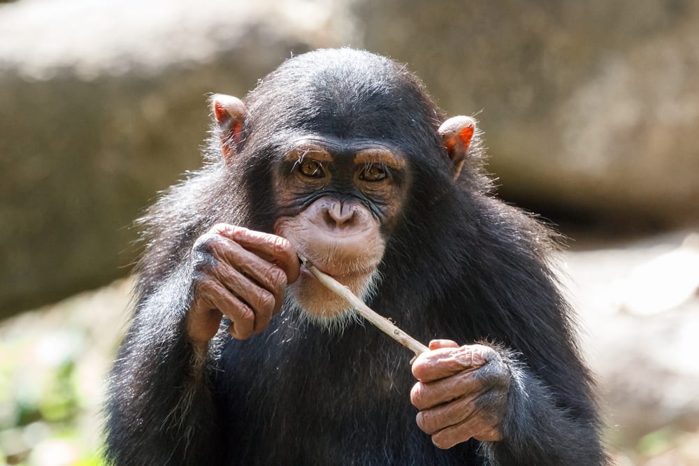 Top 12 Smartest Animals on Planet Earth - Listaka