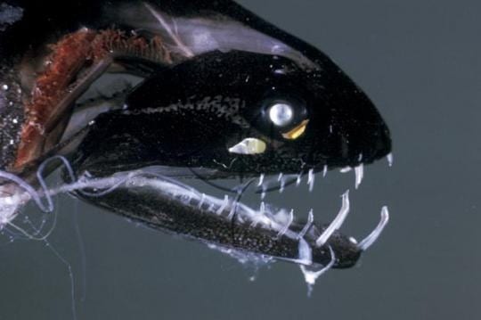 horrifying deep sea creatures