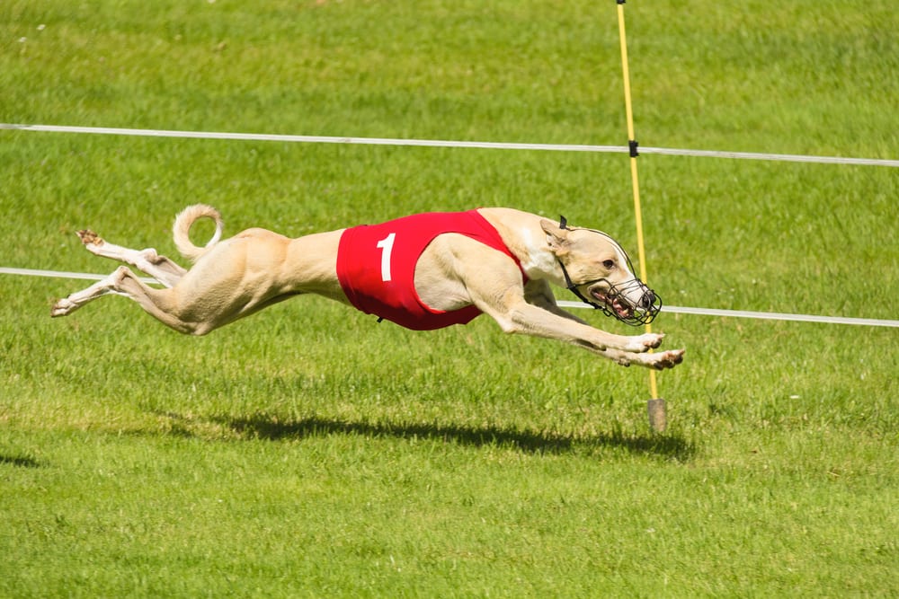 Most Athletic Dog Breeds