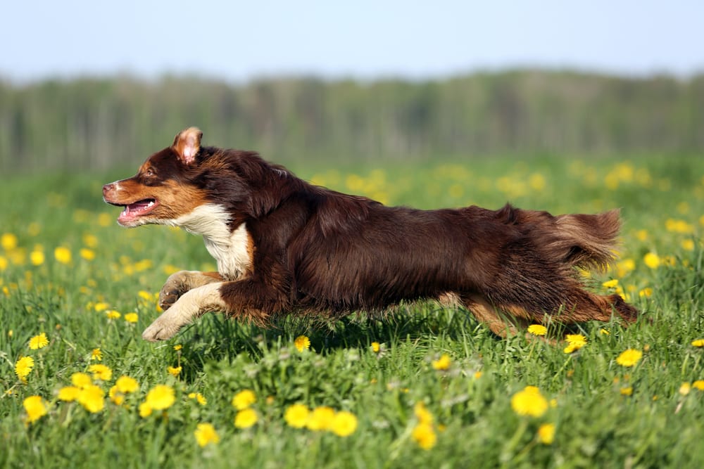 Most Athletic Dog Breeds