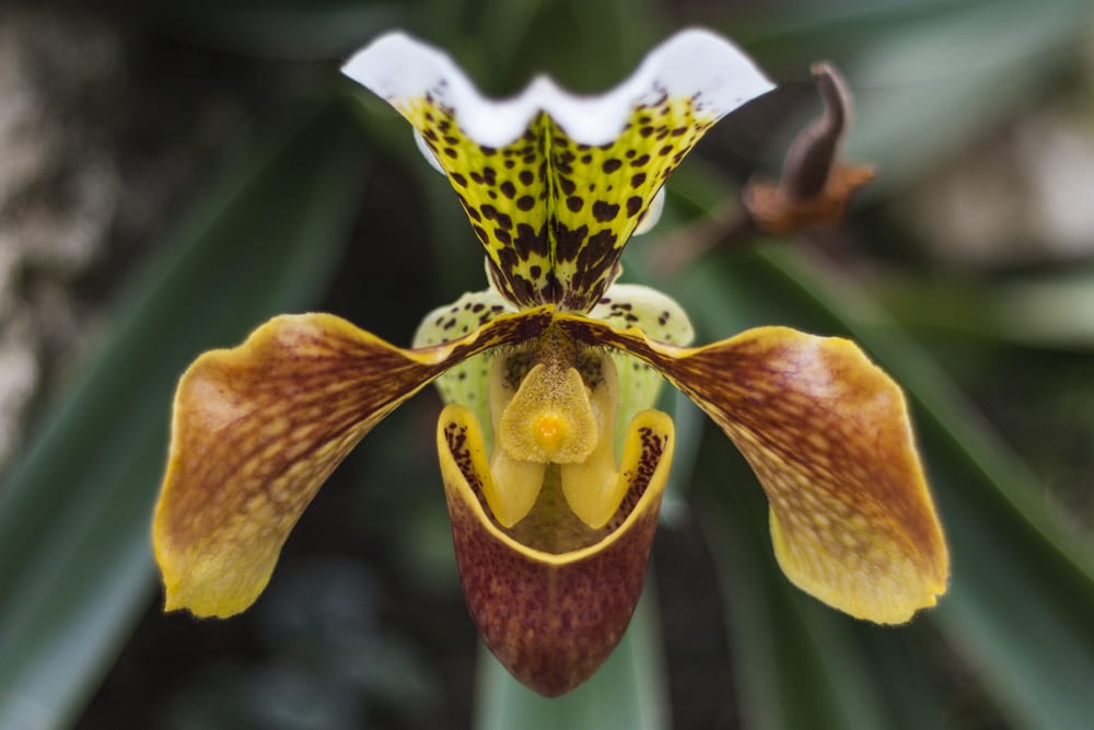 Weirdest Flowers in the World - lady's slipper orchid