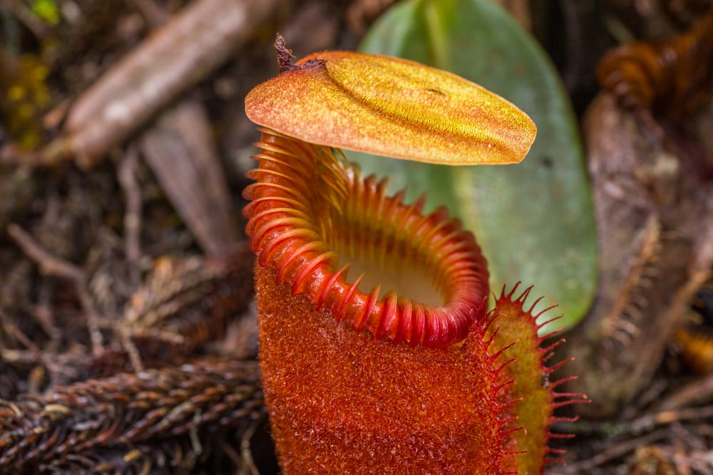 Weirdest Flowers in the World - pitcher plant