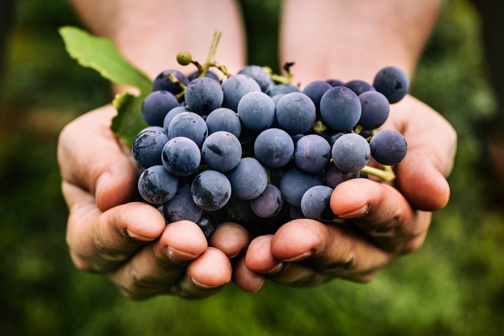 Immune Boosting Foods - Grapes