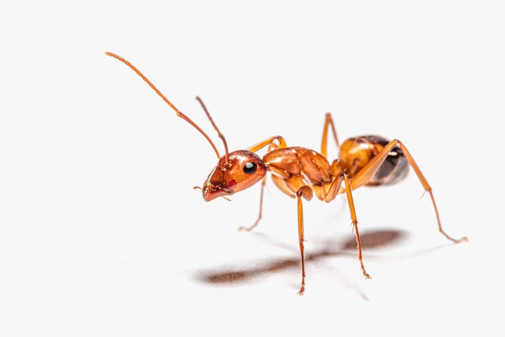 Facts About Ants - Already exist even during the era of dinosaurs