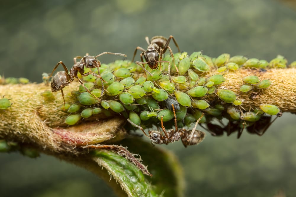 Facts About Ants - Technically farmers