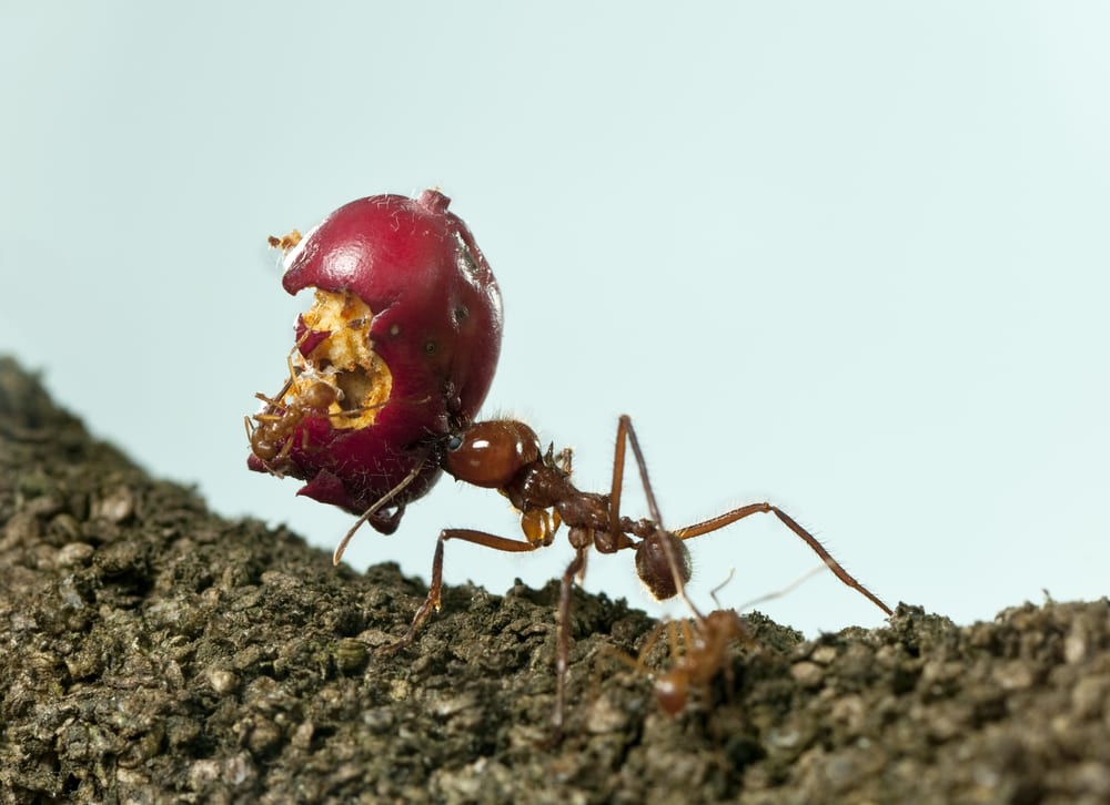 Facts About Ants - Extraordinary strength