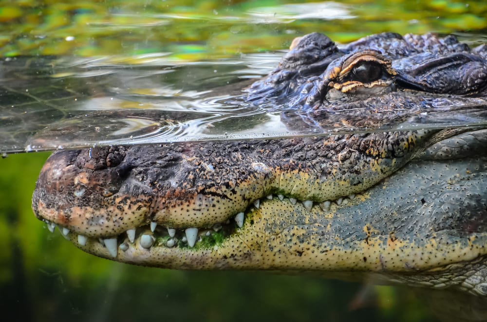  Interesting Things About Crocodiles - crocodiles dont have x and y chromosomes