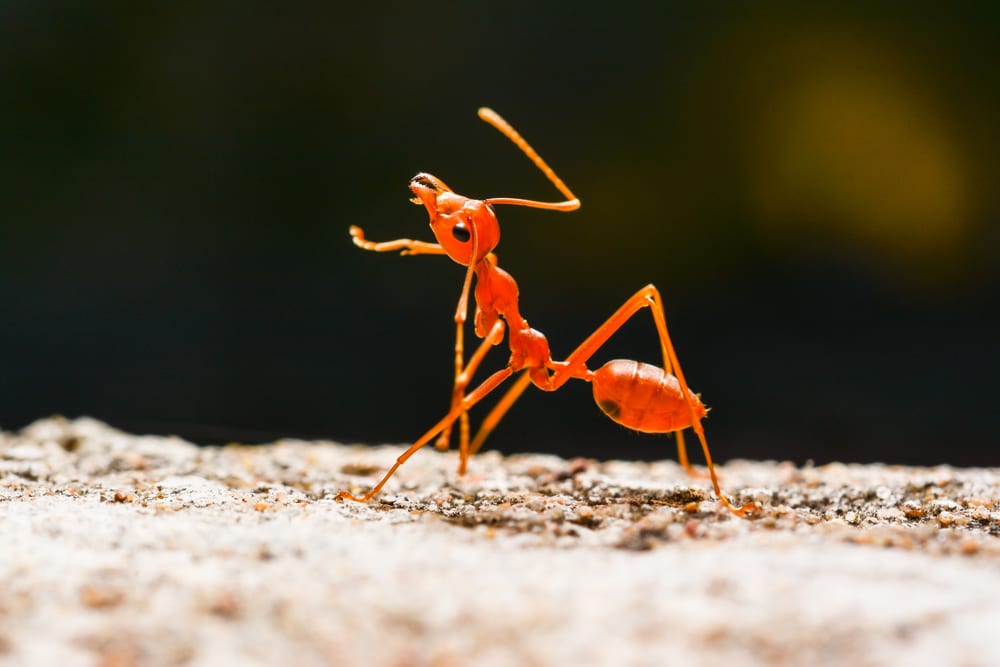 Facts About Ants - Asexual