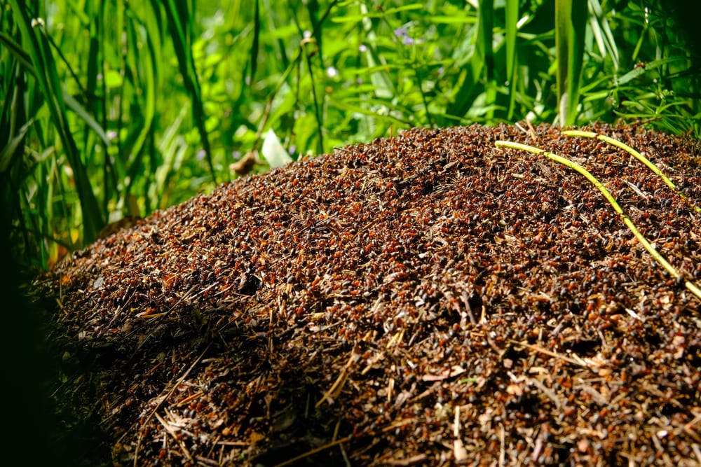 Facts About Ants - lots of ants in the world
