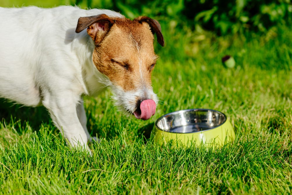 Facts About Dogs - dogs cats are slurping the water in a similar way