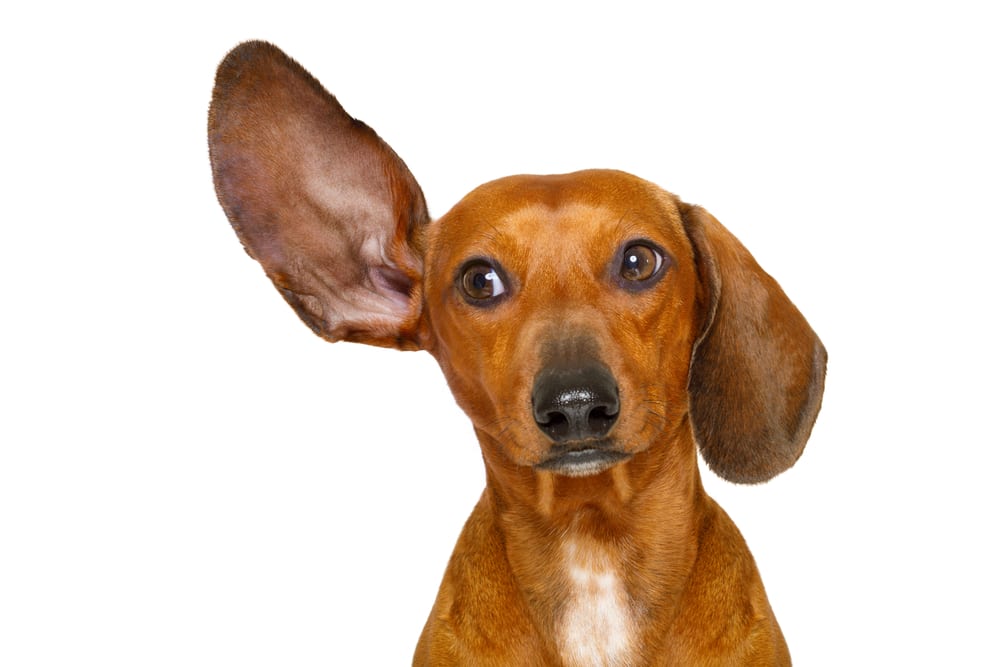 Facts about dogs - dogs can hear 4 times better