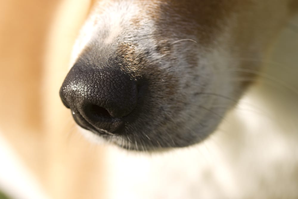 Facts About Dogs - The whiskers of dogs is a big help