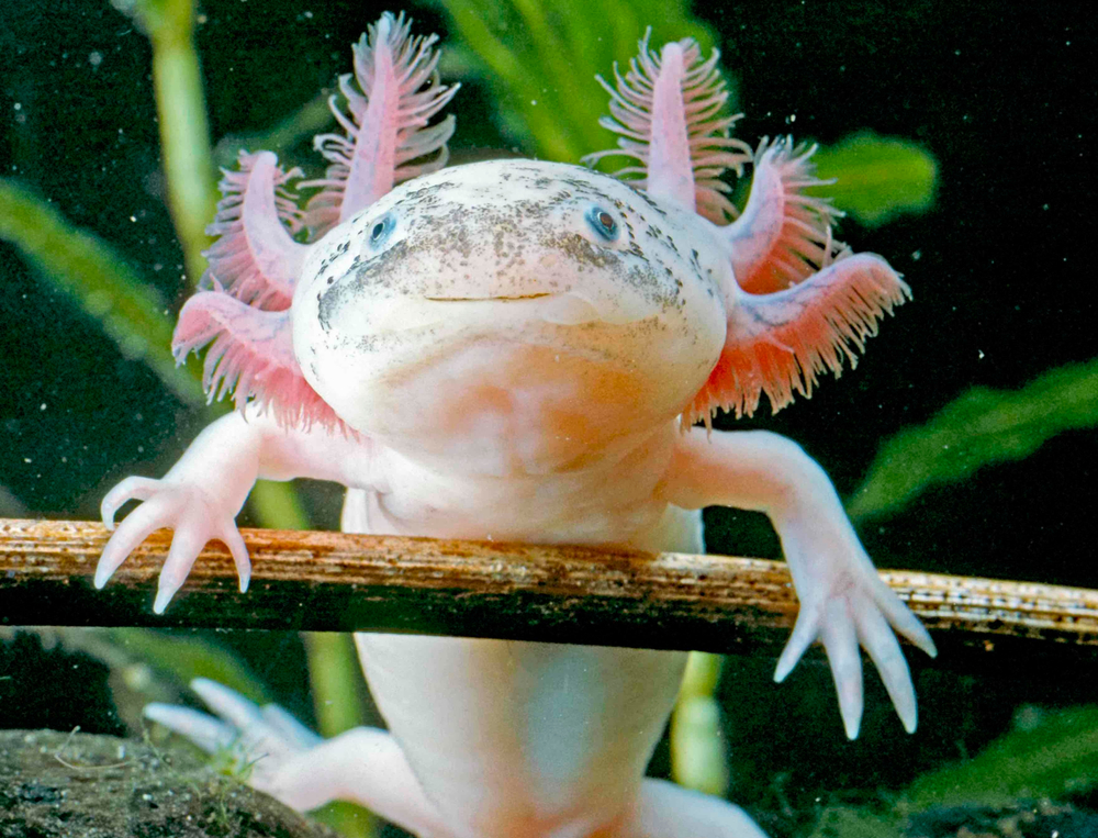 Creatures That Can Regrow Body Parts - Axolotl