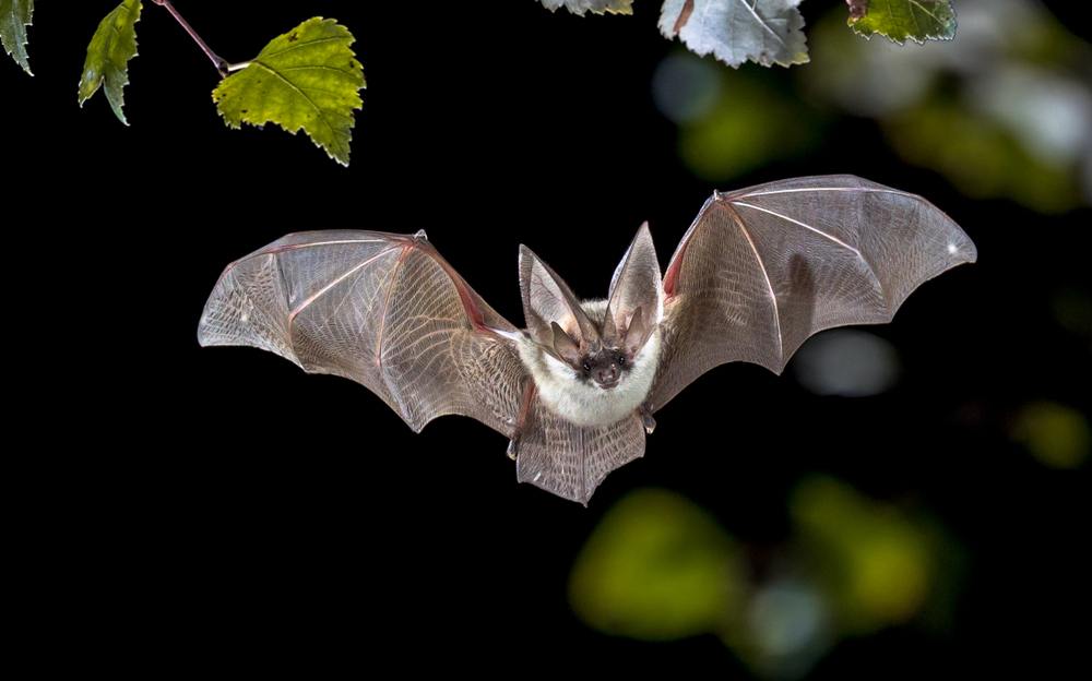 Facts About Bats