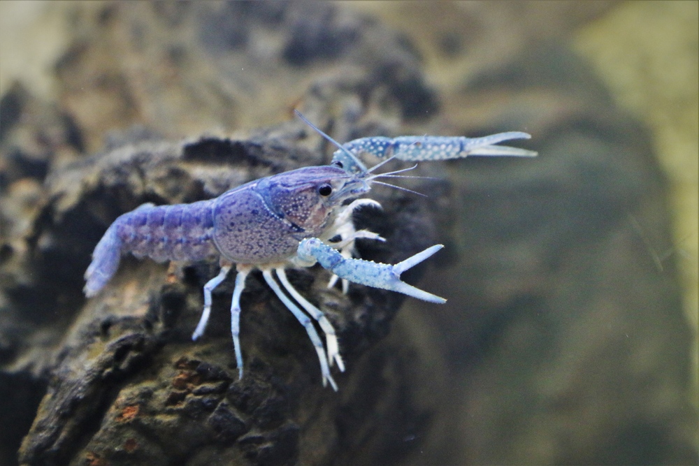 Creatures That Can Regrow Body Parts - Crayfish