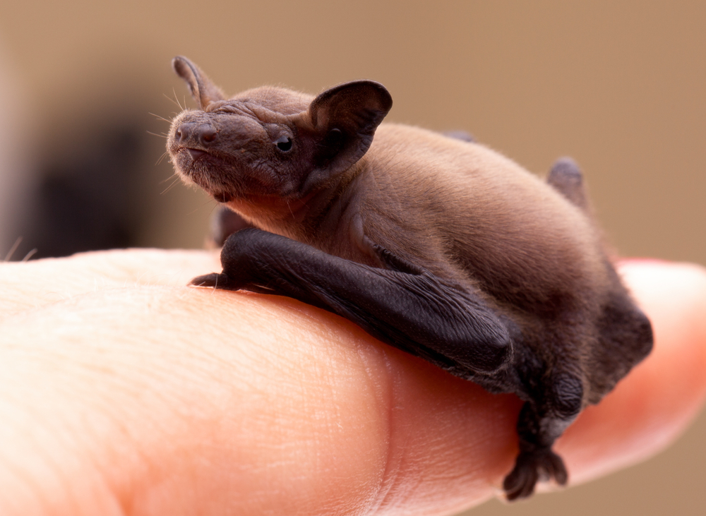 Facts About Bats