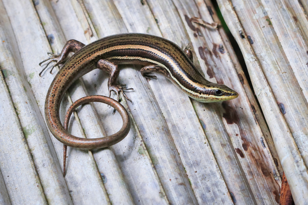 Creatures That Can Regrow Body Parts - Skinks