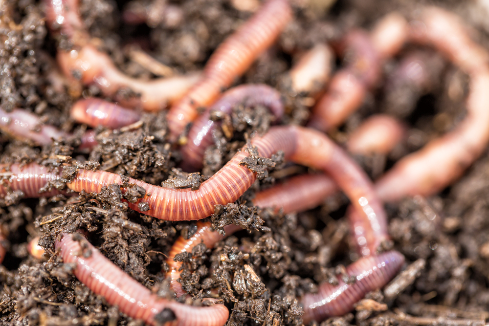 Creatures That Can Regrow Body Parts - worms