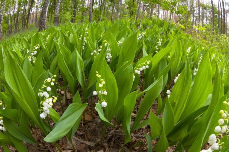 Deadliest Flowers: Convallaria Majalis aka Lily of the Valley 