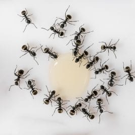 get Rid Of Ants Naturally