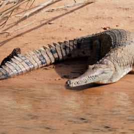 Interesting Things About Crocodiles